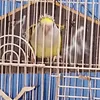 lester.f..lariba