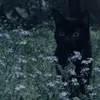 gh.iu.crawling