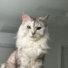 bambithecat5