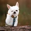 CoolDogCrew