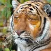 sadboy_ang_8080