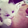 hnhu_3105