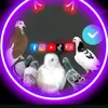 user1828367060002