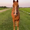 heel.mooi.mandje
