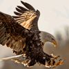 qaisar.sahil1