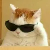gato_do_mato21