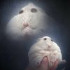 hazenvogel