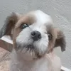 janirgomes67