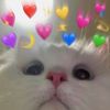 Funny cat