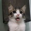 kimitabbycat