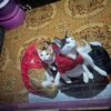 catfamily100_