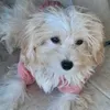 malouthemaltipoo_