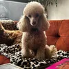 patsdoghouse8