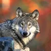onbegwolf10