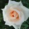 chau.huynh750
