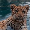 gaddar_599