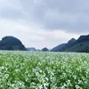 Hạnh phúc xa vời