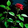 sadiya.8803