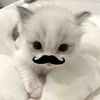thnsrprylv2