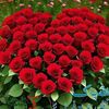 adeel.raja168