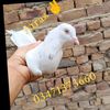 afraz.afraz57