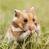 le.hamster19