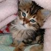 bondokitty