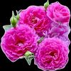 user1503560076201