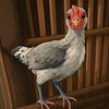 mass_farm25