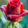 roman.rajput74