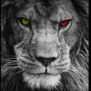 lionmtp34