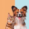 Love Pets