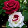 oumma.habiba1