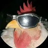 galinho_flsh