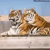 lalay_891