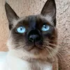 gatinha.kosuke