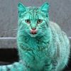 green.cat11