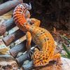 sunny_gecko