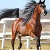 elallamiahmedrach
