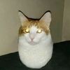 onyxxcat