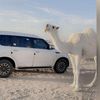 راعي قهاره