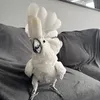 Charlie Junior The Cockatoo