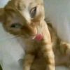 ................tikto2