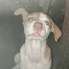 elilesbbb4