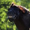 hannah_horse_lover55