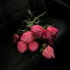 farah.qw3