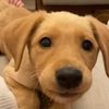 Funny animals