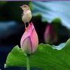 hng.h0955