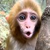 hang.orang.mana