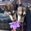 shepskygal_91